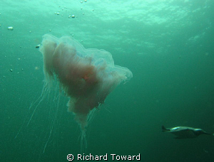 Jelly Fish in open Water with Gulliemot diving in the bac... by Richard Toward 